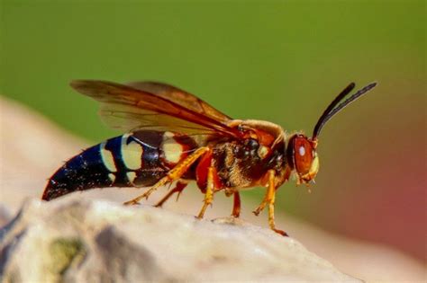 Cicada Killer Wasp Removal Appearance Habits And Removal