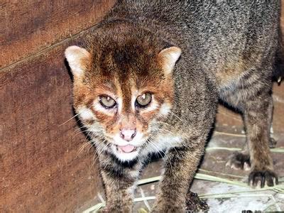 It is an endangered species, because the wild population probably comprises fewer than 2,500 mature individuals, with small subpopulations of no more than 250 adults. The Flat-headed Diving Cat | International Society For ...