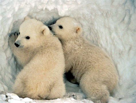 71 Baby Polar Bear Wallpaper