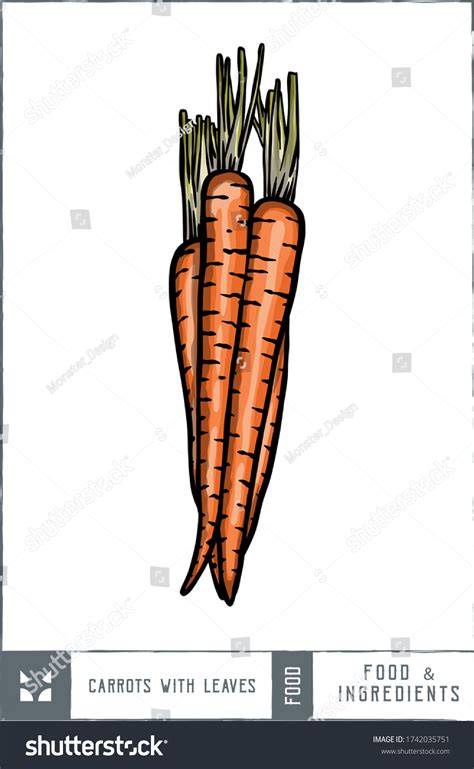 Carrots Leaves Vector Illustration Hand Drawn Stock Vector Royalty