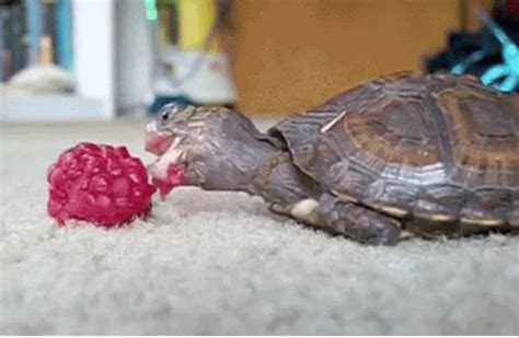 Tortoises Eating Fruit 17 GIFs