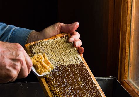 Economical Honey Extraction Methods Mother Earth News