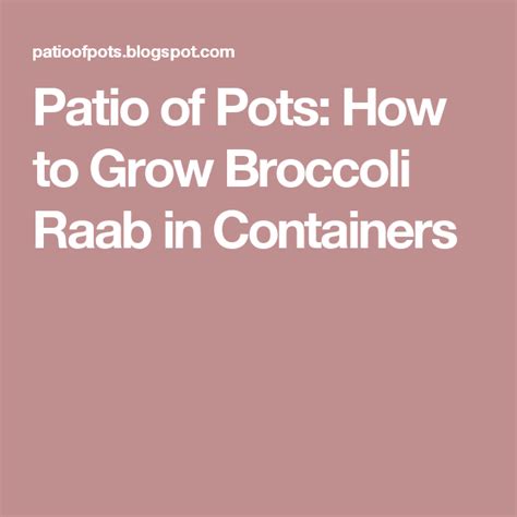 Patio Of Pots How To Grow Broccoli Raab In Containers Broccoli Raab