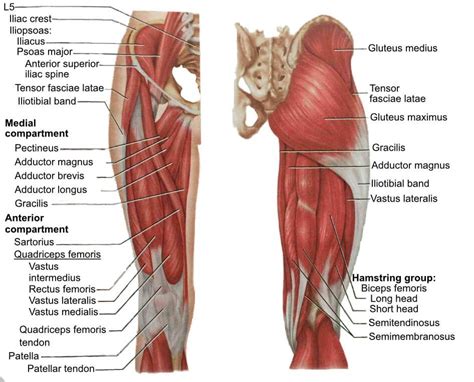 Músculos de la pierna cuáles hay anatomía y funciones