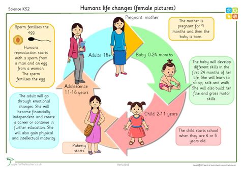 Human Life Changes Female Puberty Poster Apple For The Teacher Ltd