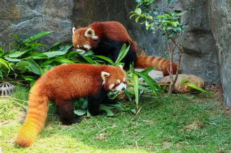 Two Cute Red Pandas Eating Bamboo Stock Photo Image Of Ailurus Lazy