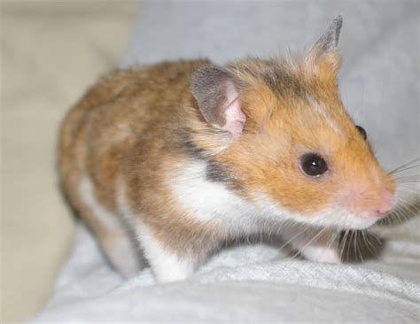 Hamster Sticky Eye