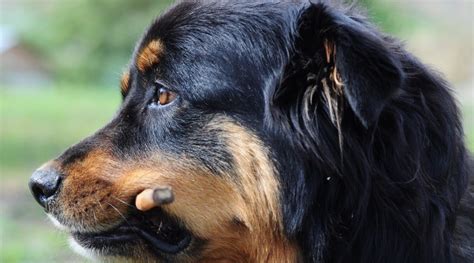 Bernese Mountain Dog Mixes 21 Fantastic Berner Crossbreeds