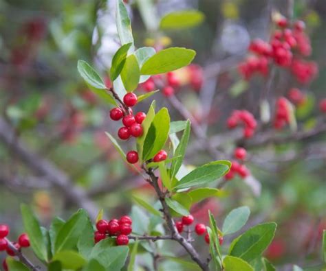 10 Poisonous Berries To Beware Of With Chart