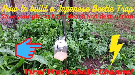 How To Build A Japanese Beetle Trap Youtube