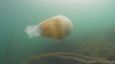 Human Sized Giant Barrel Jellyfish Spotted By Divers Off Uk Coast