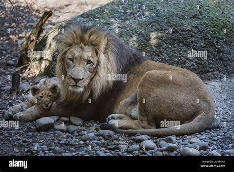 Lion Lioness Baby Lion Animals From Zoo Stock Photo Alamy