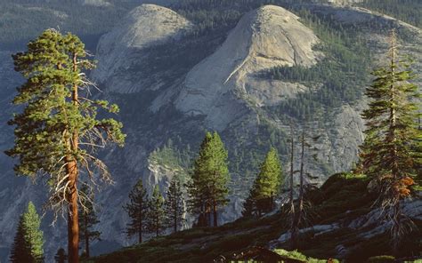 Nature Landscape Mountain Forest Sunlight Pine Trees Yosemite National
