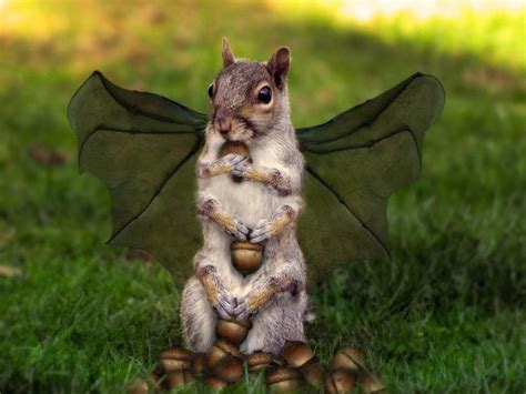 Chernobyl Squirrel | Squirrel, Furry friend, Secret squirrel