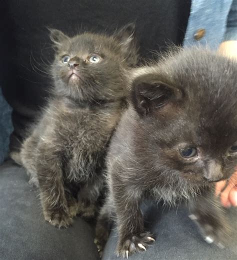 Dumped Kittens Survive Tip Trip Riotact