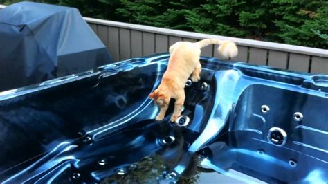 Cat Falls In Hot Tub Youtube
