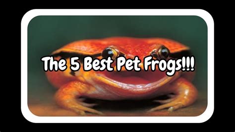 The 5 Best Pet Frogs Youtube