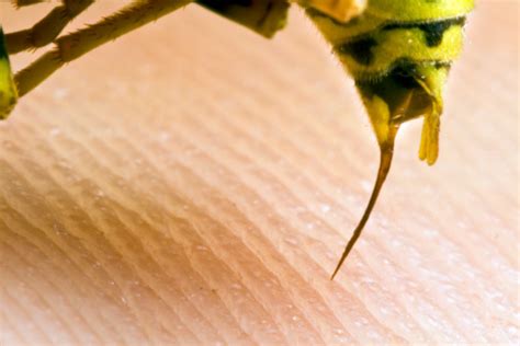 8 Tips For Preventing Wasp Stings Ehrlichs Deblugged Blog