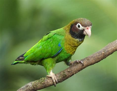 5 Common Parrots Of Costa Rica And Where To See Them Villa San