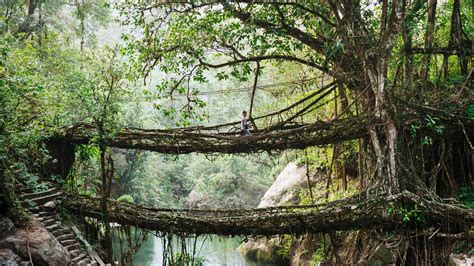 Natural Wonders Meghalaya Living Root Bridges Travel The Sunday Times