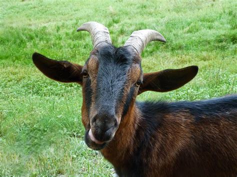 a friendly goat ziege hubi s nature flickr