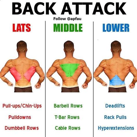 Back Workout Exercised By 8 Workouts These Back Exercises Are Grouped