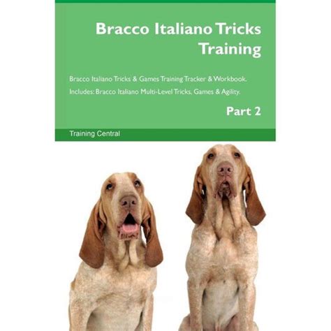 Bracco Italiano Tricks Training Bracco Italiano Casas Bahia