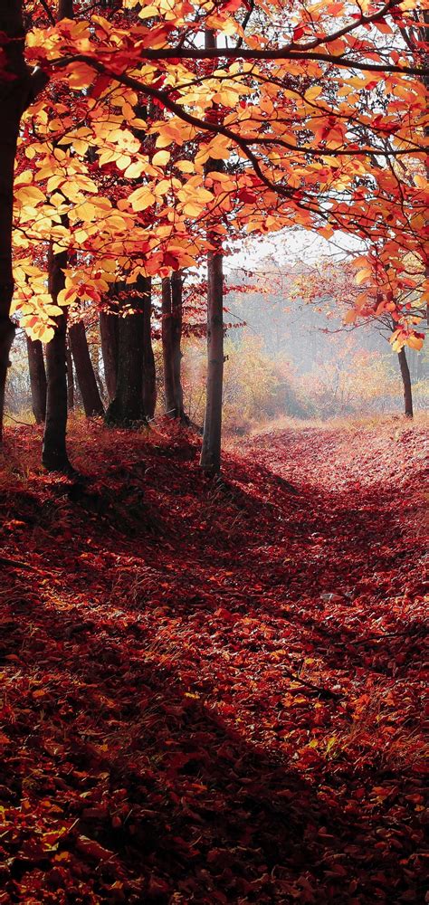 Autumn Woods Trees Fall Forest Wallpapers Most Popular Autumn Woods