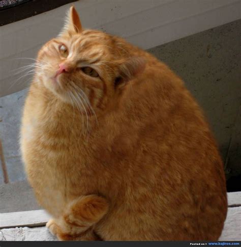 1000 Images About Pictures Of Fat Cats On Pinterest