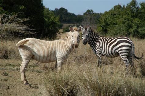 Two Zebra Standing Next To Each Other On A Dry Grass Covered Field With
