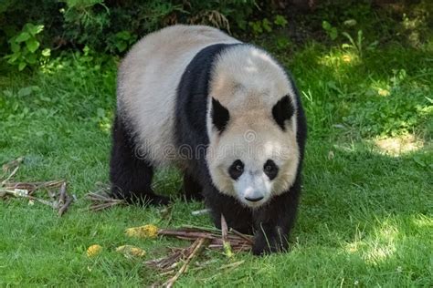 Young Giant Panda Eating Bamboo Stock Photo Image Of Conservation