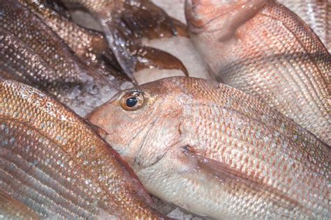 Fresh Fish Stock Photo Image Of Seafood Fish Sydney 51494342