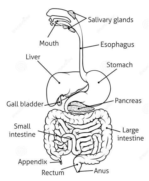 Diagram Of Digestive System Simple Digestive System Diagram