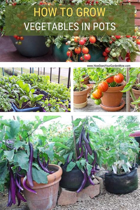 How To Grow Vegetables At Home In Pots Growing Vegetables Growing