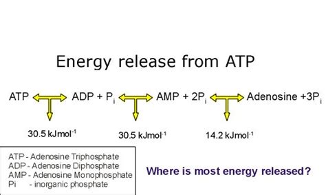Atp H2o Adp Pi Energy - Adenosine triphosphate (ATP) - Biology A-Level Revision