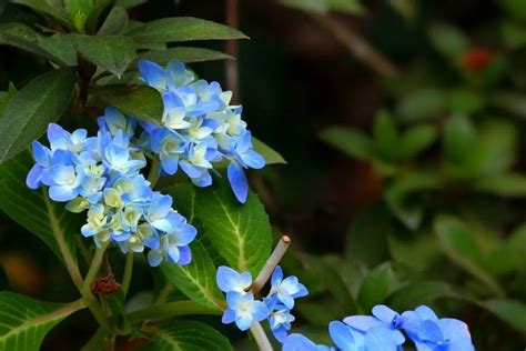 22 Lovely Baby Blue Flowers Including Pictures Naturallist