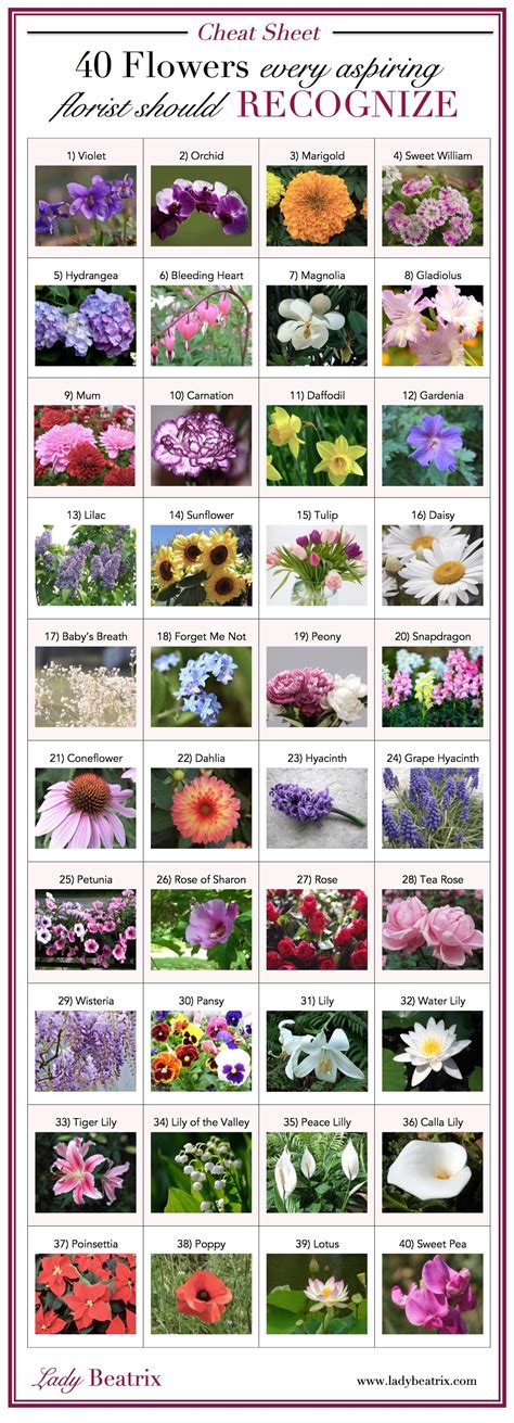 40 Flowers Every Aspiring Florist Should Recognize Lady Beatrix