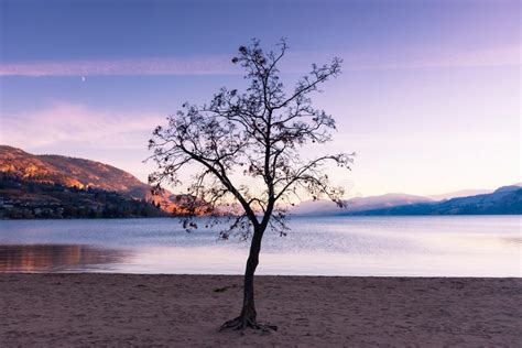 Silhouette Of Single Leafless Tree Against Autumn Sunset At Skaha Lake