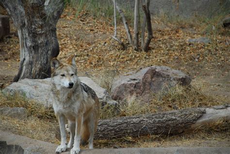 Texas Mountain Trail Daily Photo Mexican Gray Wolf