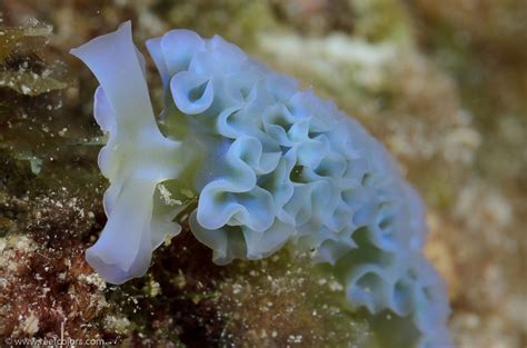 Lettuce Sea Slug Elysia Crispata Colors Of The Reef Underwater