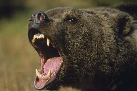 Grizzly Bear Ursus Arctos Horribilis Photograph By Tim Fitzharris Pixels