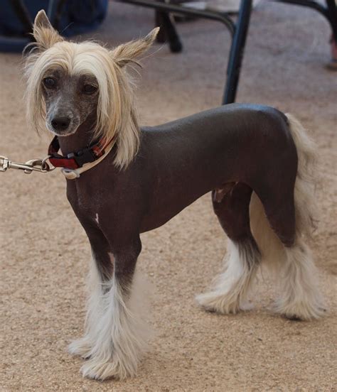 I Love These Dogs Chinese Crested Dog Breeds Chinese Crested Dog