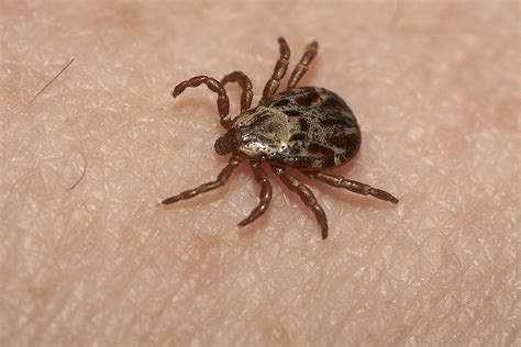 Ticks Are Back In Maine And More Dangerous Than Ever