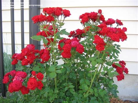 Plantfiles Pictures Miniature Rose Red Sunblaze Red Sunblaze 1 By
