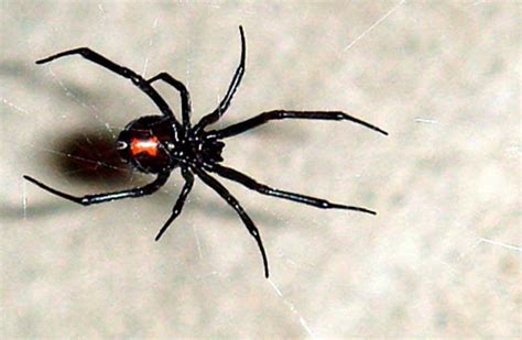 Black Widow Spider Description Habitat Image Diet And Interesting