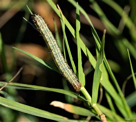 Texas Forage Producers Battling Fall Armyworms AgriLife Today