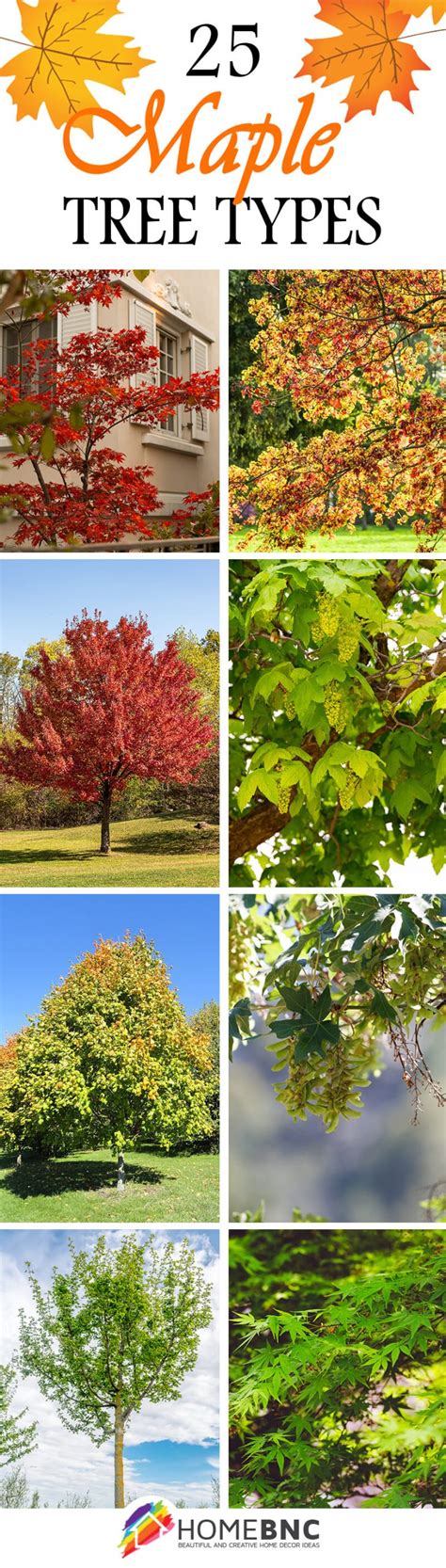 25 Stunning Types Of Maple Trees For Your Place In 2022