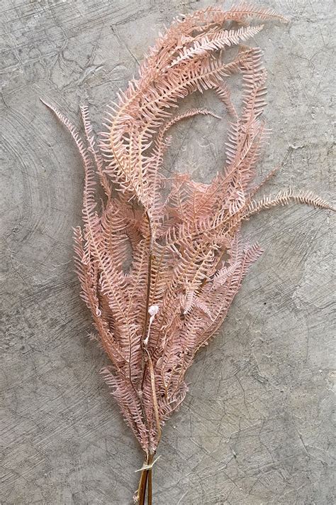 We did not find results for: Fern Pink - naman project