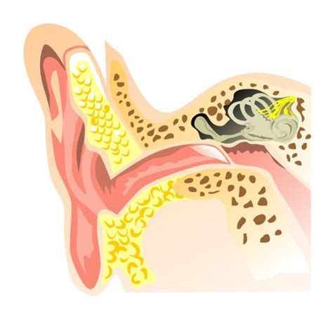 What You Need To Know About Otosclerosis New York City Ear Surgeon