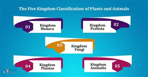 Five Kingdom Classification Of Plants And Animals Dataflair